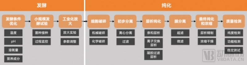 重組膠原蛋白發(fā)酵和純化工藝流程.png
